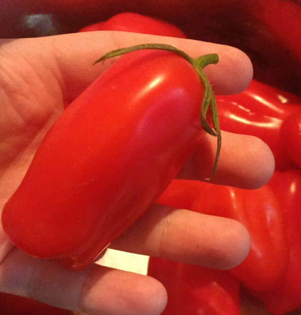 San Marzano Tomato
