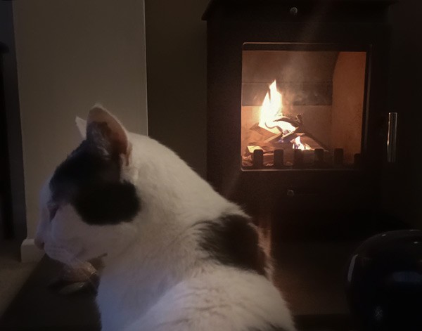 Marvin the cat